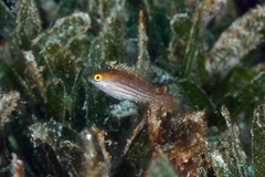 Sparisoma atomarium