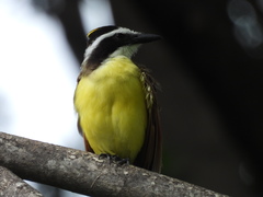 Pitangus sulphuratus