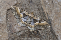 Harutaea flavizona