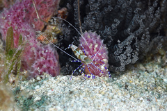 Periclimenes yucatanicus