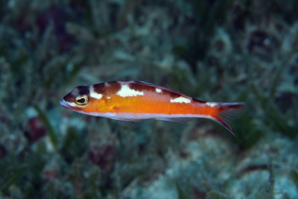 Tobaccofish