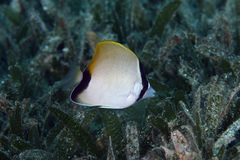 Chaetodon sedentarius