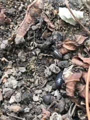 Armadillidium vulgare