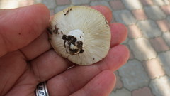 Russula