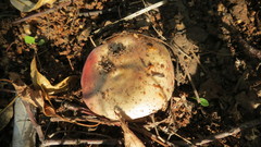Russula