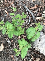 Tracheophyta