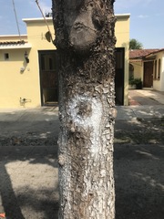 Terminalia kaernbachii