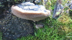 Phellinus igniarius