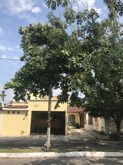 Terminalia kaernbachii