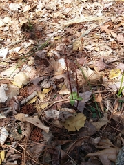 Neottia bifolia
