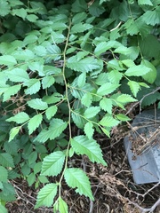 Ulmus