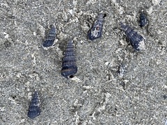Cerithideopsis californica