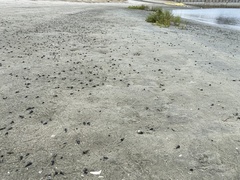 Cerithideopsis californica