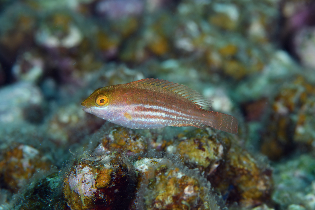 Greenblotch Parrotfish