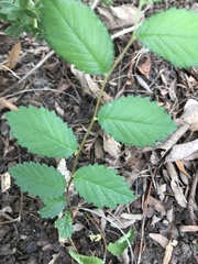 Ulmus