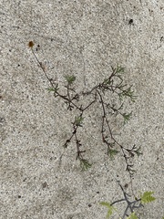 Bidens cabopulmensis