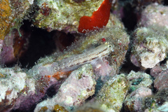 Gnatholepis thompsoni