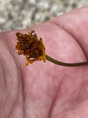 Bidens cabopulmensis