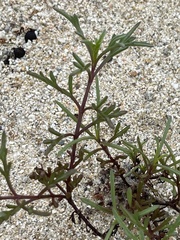 Bidens cabopulmensis