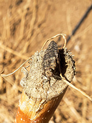 Ectinogonia buquetii