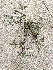 Bidens cabopulmensis