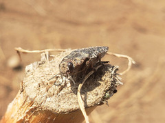 Ectinogonia buquetii