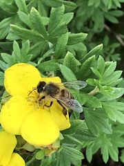 Apis mellifera