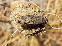 Ectinogonia buquetii
