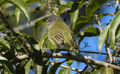 Phyllomyias griseocapilla