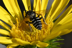 Triepeolus paenepectoralis