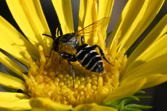 Triepeolus paenepectoralis