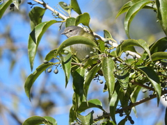Phyllomyias griseocapilla