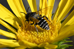 Triepeolus paenepectoralis