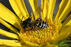 Triepeolus paenepectoralis