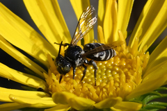 Triepeolus paenepectoralis