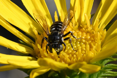 Triepeolus paenepectoralis