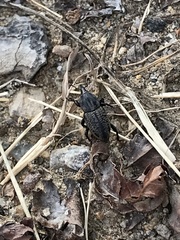 Sphenophorus cicatristriatus