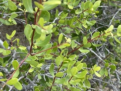 Diospyros intricata