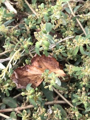 Euphorbia maculata