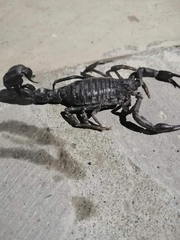 Androctonus crassicauda