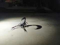 Androctonus crassicauda