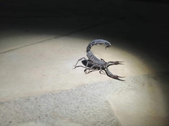 Androctonus crassicauda