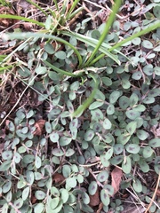 Euphorbia maculata