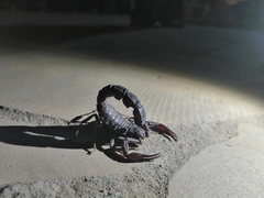 Androctonus crassicauda