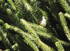 Leptasthenura setaria