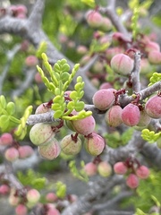 Bursera exequielii
