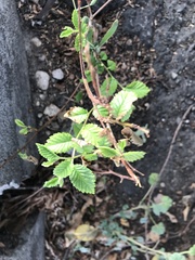 Ulmus