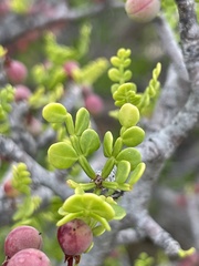Bursera exequielii