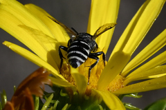 Triepeolus paenepectoralis
