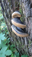 Phellinus igniarius